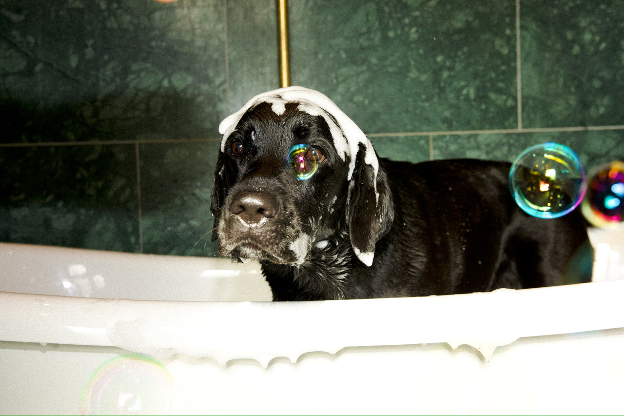 Shiny Fur Shampoo - 2 pack