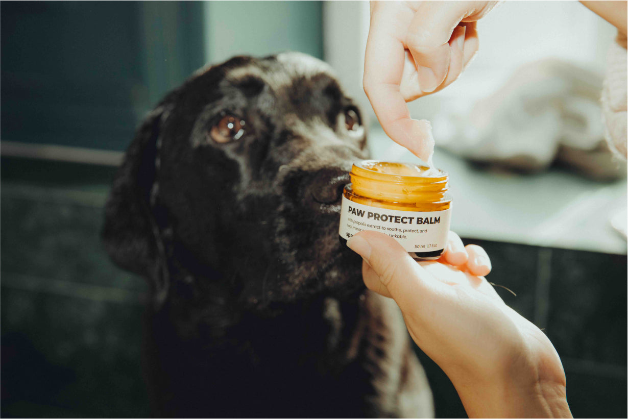 Paw Protect Balm - 2 pack