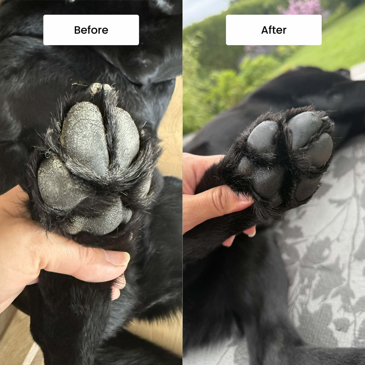 Elvis Spaw Kit - The Complete Dog Care Ritual