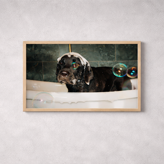 Elvis Print – Shiny Shiny Bubbles