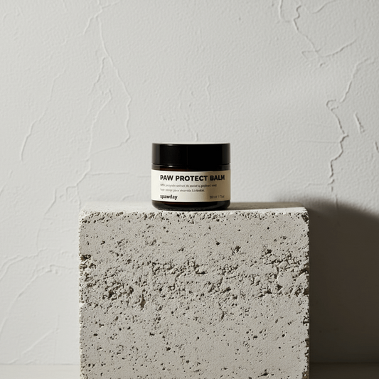 Jar of paw protect balm on a concrete block with a gray background