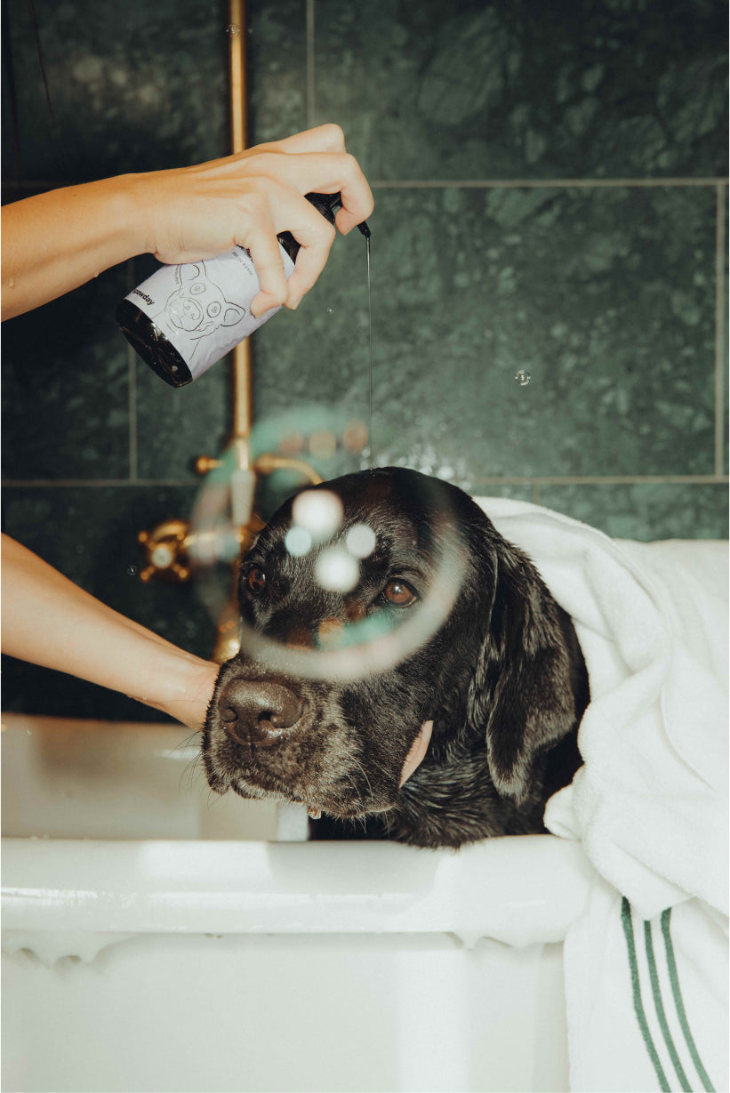 Shiny Fur Shampoo