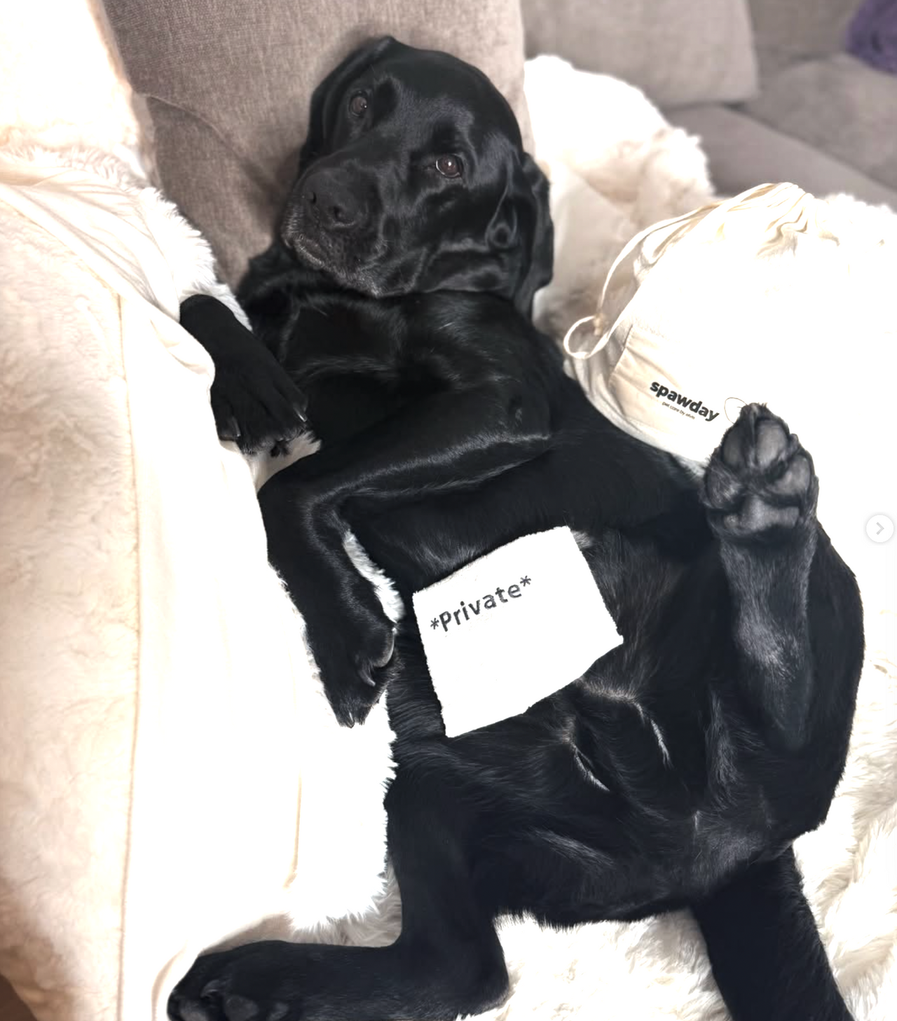 Modesty Towel
