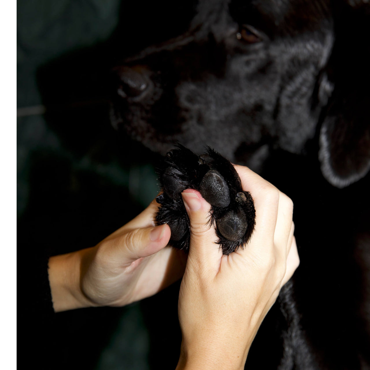 Pawdicure Set